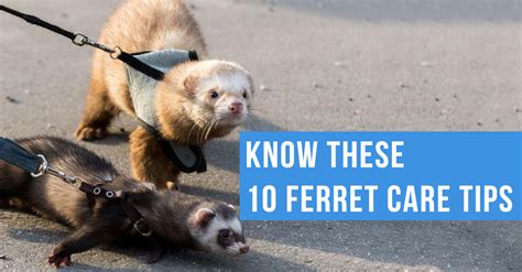 My 2 ferrets love my 3 year old i. Know These 10 Ferret Care Tips