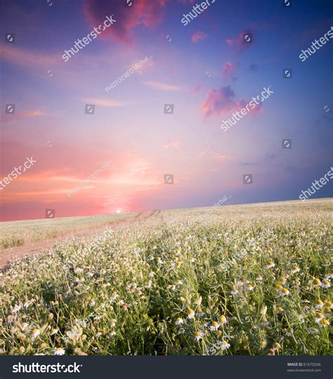 Sunrise With Colorful Morning Sky Over Land Full Of Flowers Stock Photo