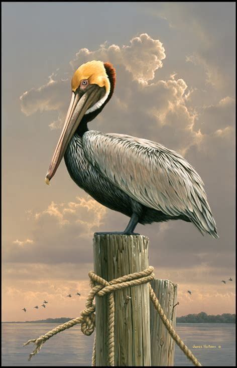 Jim Hautman Pelican Pelican Art Wildlife Art Birds Painting