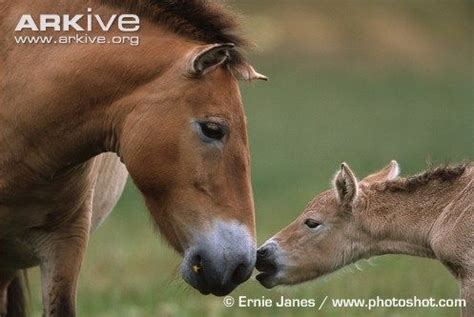 images  horses przewalski  pinterest park  ad design   zoo