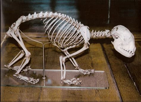 Squelette De Panda éclatant Red Panda Skeleton Ailurus Fulgens
