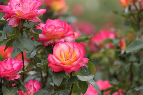 Le schede di piante da interno più interessanti che producono dei bellissimi fiori rossi: Piante Dainterno Con Fiori Rose : La top 10 Piante Di Rose ...