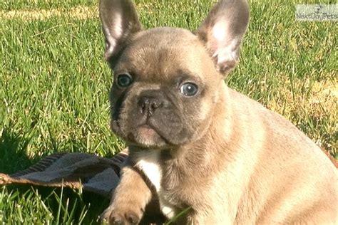 The frenchie makes a great family pet! French Bulldog puppy for sale near San Diego, California | 39b0620f-0d91