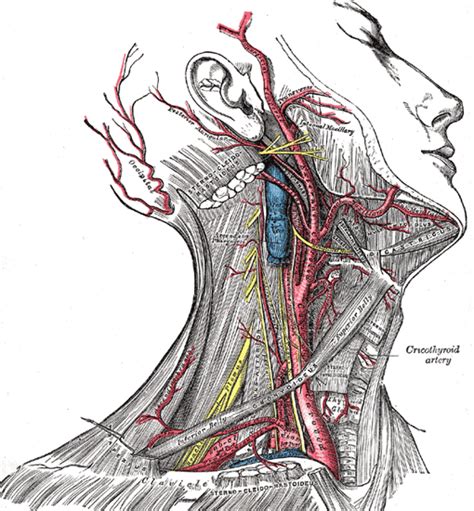 The Subclavian Artery Human Anatomy