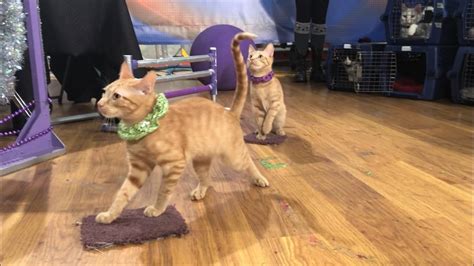 amazing acro cats these cats have nine lives and a million tric cbs news 8 san diego ca