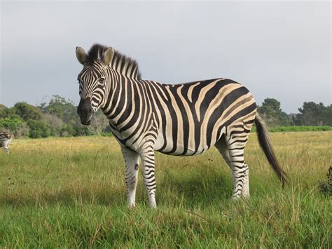 Why Do Zebras Have Stripes It S Not For Camouflage Artofit