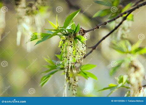Spring Buds Ash Tree Stock Photo Image 40150586