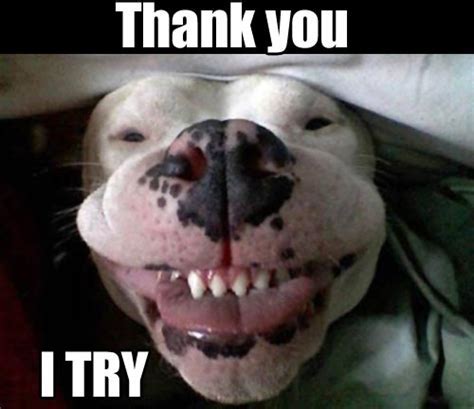 The best thank you memes and images of december 2020. 30+ Thank you meme collection 2018 - Betameme