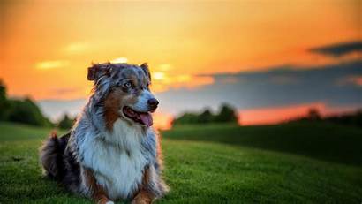 Shepherd Australian Dog Aussie Grass Sunset