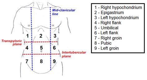 Anatomical Quadrants Abdominopelvic Regions And Quadrants Quiz