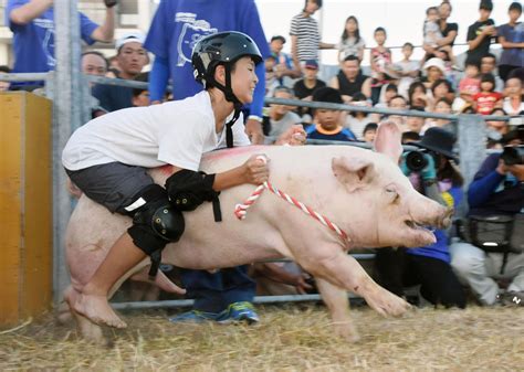 Popular Pig Rodeo In Shikoku Comes To An End The Japan Times