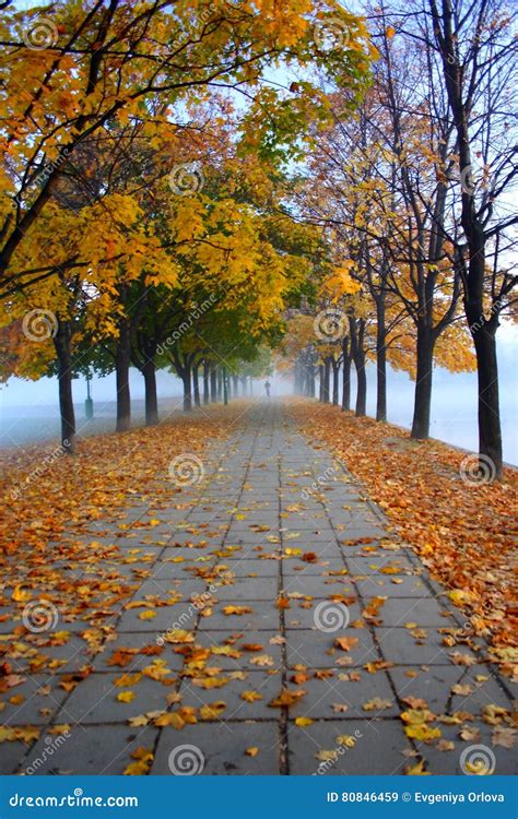 Autumn View Foggy Park Alley With Bare Trees And Fallen Leaves Stock
