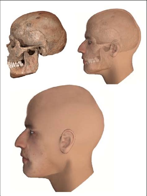 A Skull And Graphic Forensic Facial Reconstruction From Burial 7