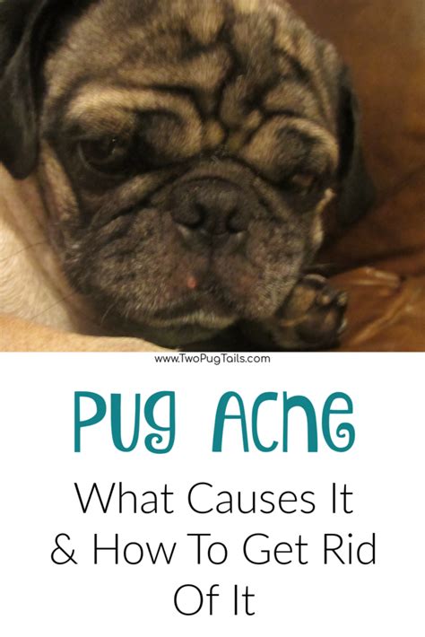 Pug Pimples Or Pug Acne What Causes It And How To Get Rid Of It Two
