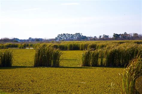 Free Images Landscape Tree Nature Horizon Swamp Wilderness