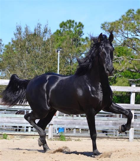 We did not find results for: Andalusian Horses for Sale & Breeding in Florida ...