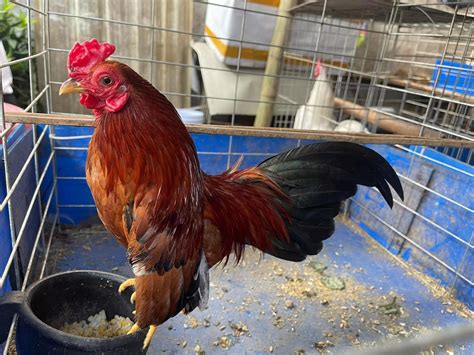 Vietnams Rare Chicken Species