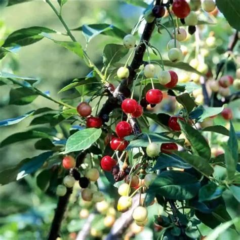 8 Cherry Trees To Grow In Maine Edible And Ornamental