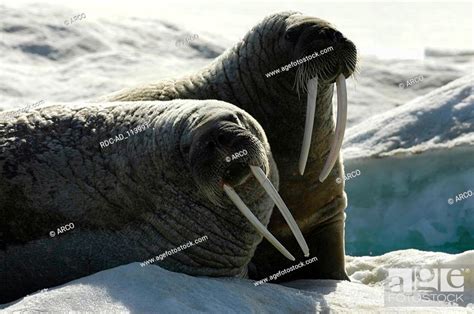 Atlantic Walruses On Ice Floe Baffin Island Nunavut Territory Canada