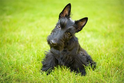 What Are The Different Types Of Terrier Dogs