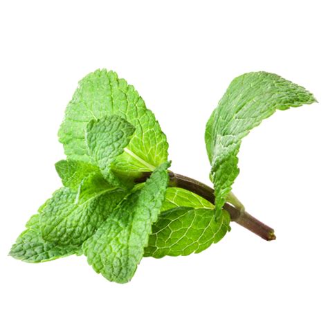 Mint Fresh - Scent Geranium