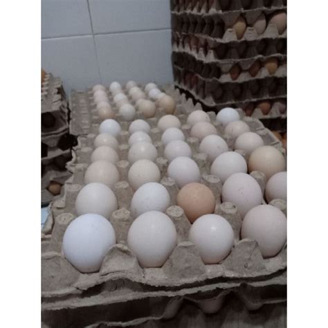 Jual Telur Ayam Arab Per Papan Isi 30 Butir Shopee Indonesia