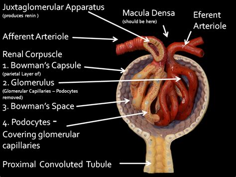 Labeled Renal Corpuscle Model Anatomy Renal Anatomy And Physiology