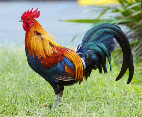 Image Result For Roosters Rooster Images Beautiful Chickens Wild