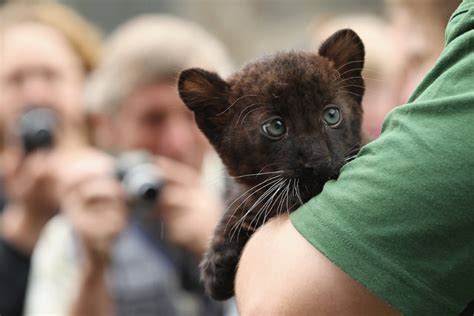 Twin Baby Panthers Born At Berlin Zoo