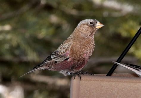 Finches In Colorado 12 Species With Pictures Wild Bird World