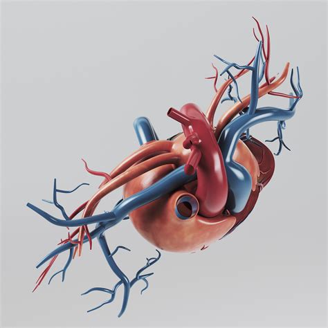 Human Heart Internal Anatomy 3d Model