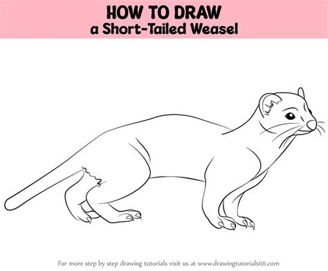 How To Draw A Short Tailed Weasel Other Animals Step By Step