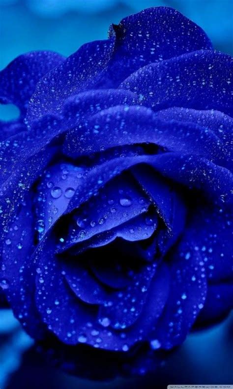 Pin Av Pearl Aranda På Beautiful Roses