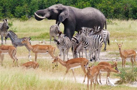 Botswana Wildlife Safari Botswana Wildlife Guide