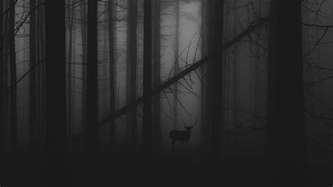 Dark Forest Fog Wallpapers Top Free Dark Forest Fog Backgrounds