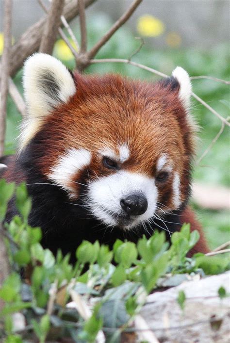 17 Reasons Red Pandas Are Earth Shatteringly Cute With Images Red