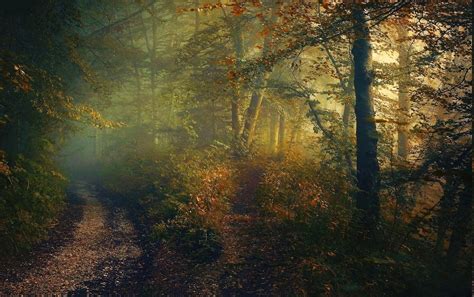 Nature Landscape Morning Sunrise Forest Path Shrubs Mist Trees Sunlight