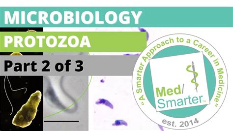 Protozoa Microbiology Usmle Step 1 Part 2 Of 3 Youtube
