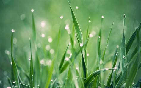 Online Crop Hd Wallpaper Grass Water Drop Macro Hd Nature