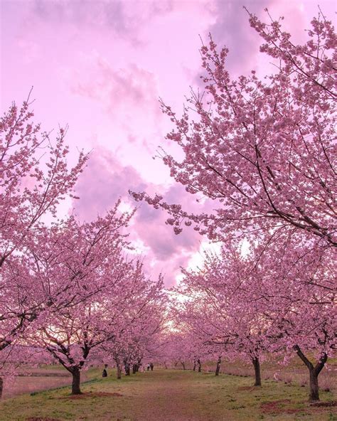 Sakura Trees Arboles De Sakura Paisaje Japon Arbol De Cerezo