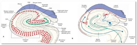 4 Anatomy Of The Hippocampus Schema Of The Internal Organisation Of