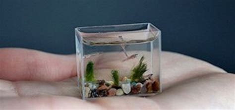 Worlds Smallest Aquarium Fish Wonderhowto