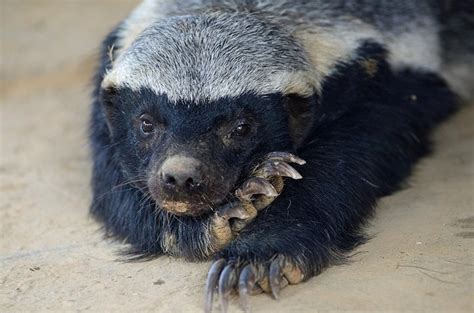 Interesting Facts About Honey Badgers