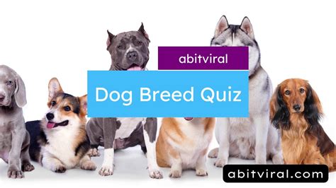 Dog Breed Trivia Can You Name All These Breeds Correctly Youtube
