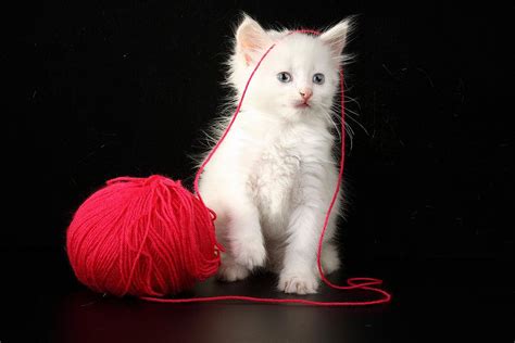 A Beautiful Little White Cat With Wonderful Blue Eyes Photograph By