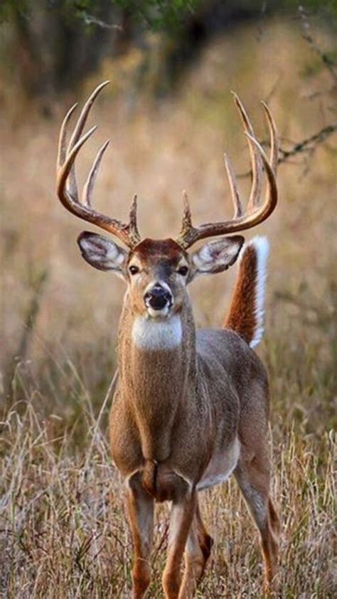 Whitetail Buck Deer Photography Whitetail Deer Whitetail Deer Pictures