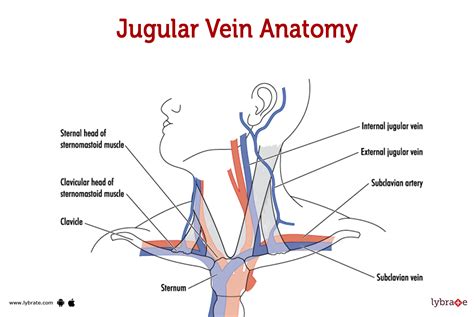 Jugular Vein Human Anatomy Image Functions Diseases And Treatments