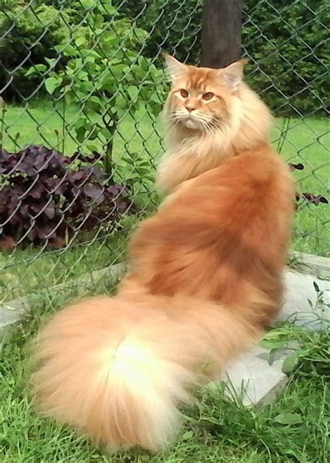 20 Best Amazing Pictures Of Maine Coon Cat Fallinpets