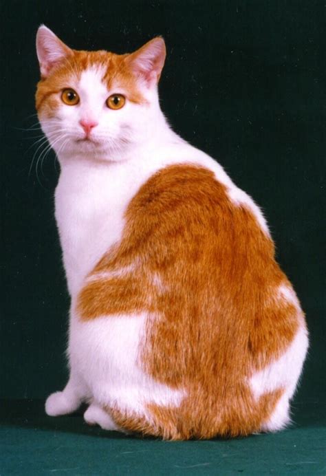 Orange And White Cat With No Tail
