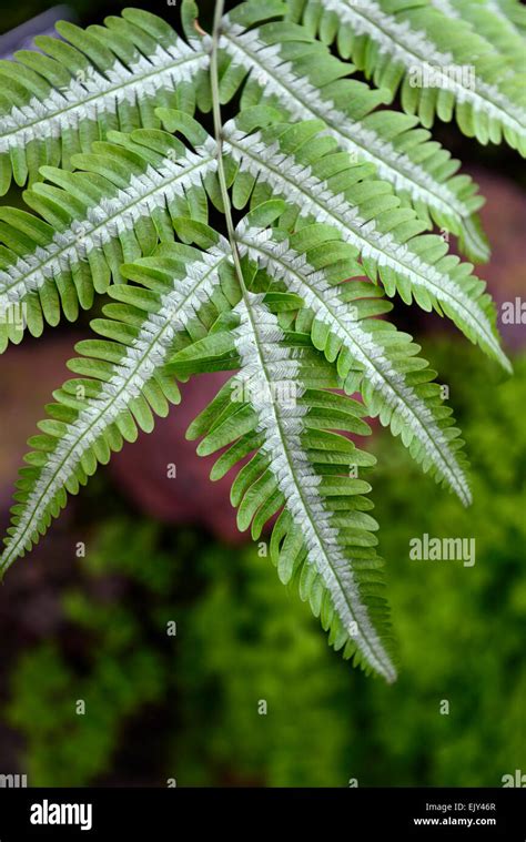 Pteris Argyraea Fern Variegated Leaf Leaves Ferns Silver Brake Closeup